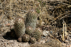 Coryphantha durangensis