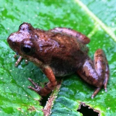 Phrynobatrachus kinangopensis