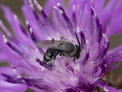 Lasioglossum leucozonium