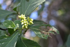 Varronia foliosa