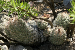 Coryphantha durangensis