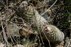 Coryphantha durangensis