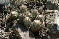 Coryphantha durangensis