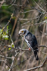 Prionops plumatus poliocephalus