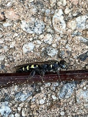 Myzinum obscurum