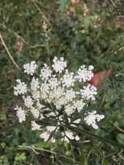 Daucus carota
