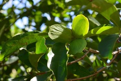 Semialarium mexicanum