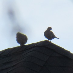 Zenaida macroura carolinensis