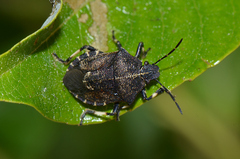 Rhacognathus punctatus