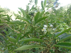 Solanum aligerum
