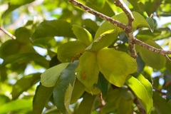 Semialarium mexicanum