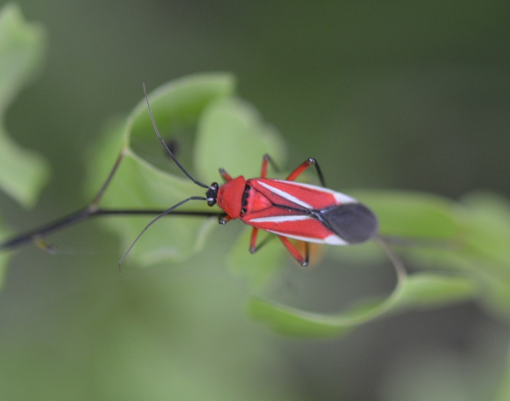 Lopidea splendida