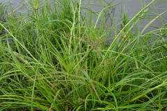 Scirpus radicans