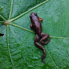 Phrynobatrachus kinangopensis