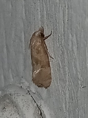 Platphalonidia