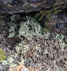 Allocetraria madreporiformis
