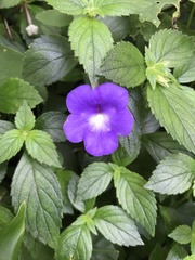 Achimenes longiflora