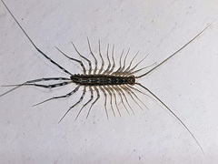 Scutigera coleoptrata
