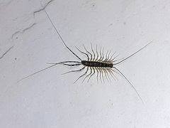 Scutigera coleoptrata