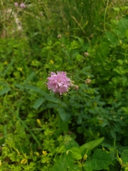 Boerhavia xantii