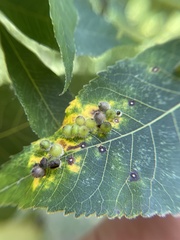 Caryomyia viscidolium