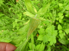 Puccinia pulverulenta