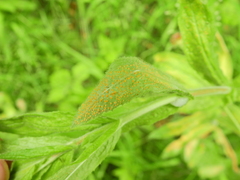 Puccinia pulverulenta