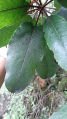 Comarostaphylis discolor