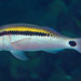 Parupeneus barberinus - Photo (c) FishWise Professional,  זכויות יוצרים חלקיות (CC BY-NC-SA)