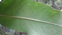 Comarostaphylis discolor