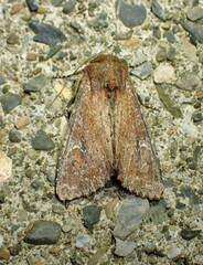Apamea scoparia