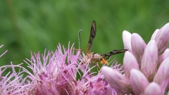 Synanthedon acerni