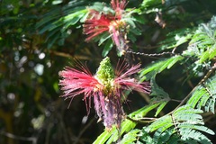 Calliandra houstoniana calothyrsus