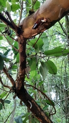 Comarostaphylis discolor