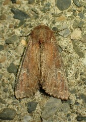 Apamea scoparia