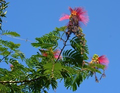 Calliandra houstoniana calothyrsus