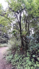 Comarostaphylis discolor