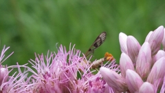 Synanthedon acerni
