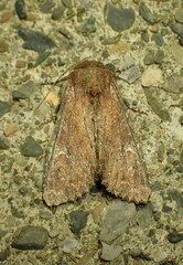 Apamea scoparia