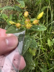 Hypericum mitchellianum