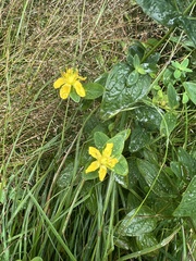 Hypericum mitchellianum