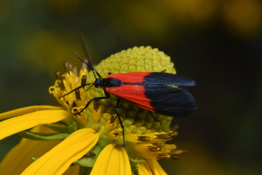 Black-and-yellow Lichen Moth
