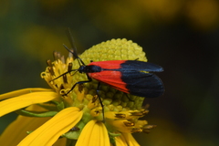 Lycomorpha pholus