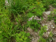 Boerhavia xantii