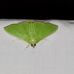 Parotis punctiferalis