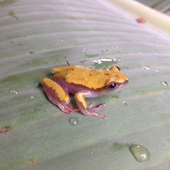 Hyperolius cystocandicans