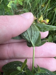 Hypericum mitchellianum