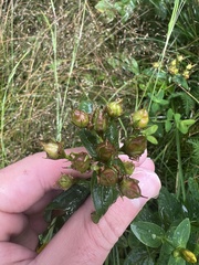 Hypericum mitchellianum