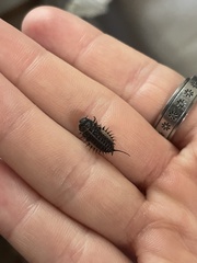 Cypherotylus californicus