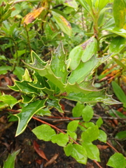Ilex colchica